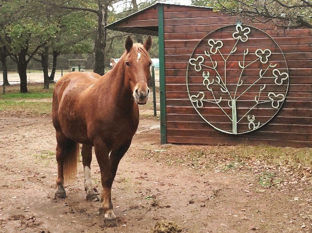 Domaine AbracadaRoom : Les Ecuries du Soleil - Image 15