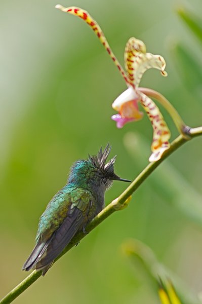 Domaine AbracadaRoom : Au Jardin des Colibris - Image 13