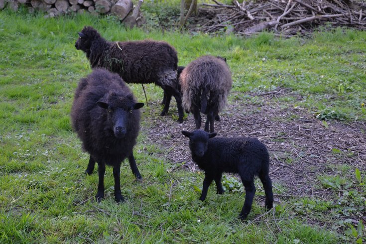 Domaine AbracadaRoom : Natur'Bulle - Image 5