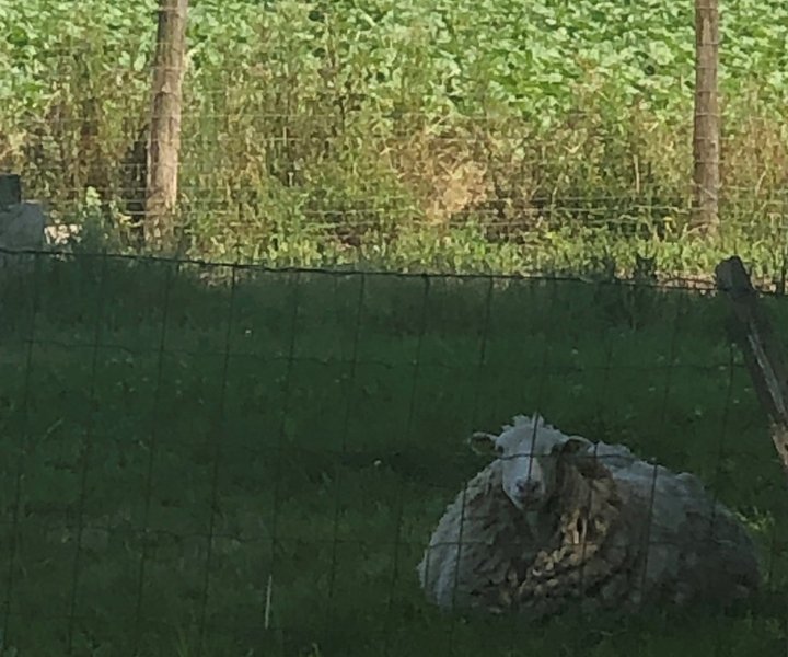 Domaine AbracadaRoom : LAC SAINT GEORGES, Village vacances & Camping - Image 12