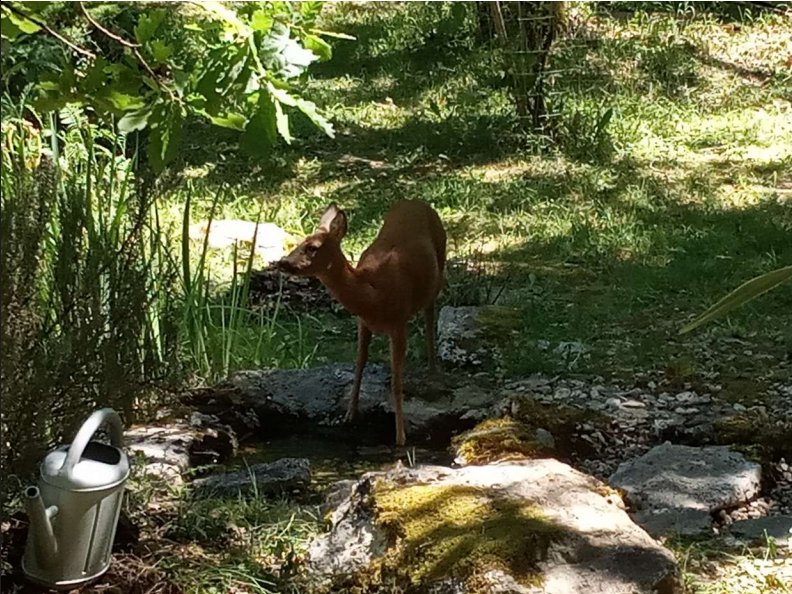 Hébergement AbracadaRoom : La Roulotte de l'Echappée Sauvage - Image 15