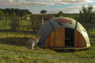Hutte au milieu des wallabies n°2