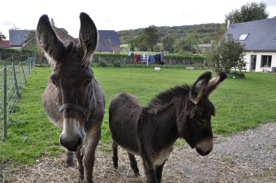 Hébergement AbracadaRoom : La maison du bonheur roulotte & Spa - Image 18