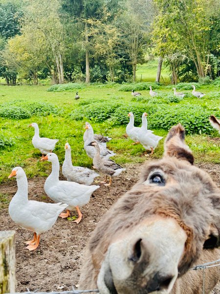 Domaine AbracadaRoom : Au Vieux Moulin - Image 6