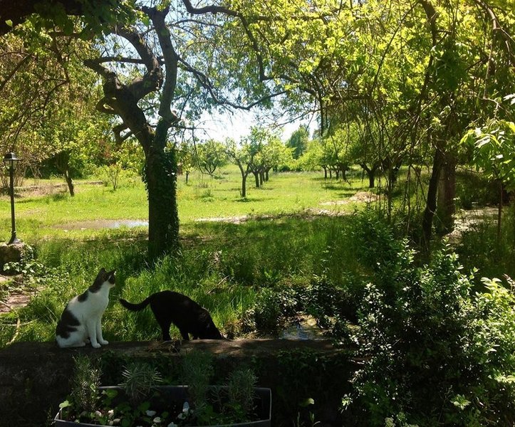 paysage-mas-des-pins