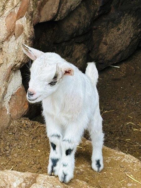 Domaine AbracadaRoom : A NASSA - Image 4