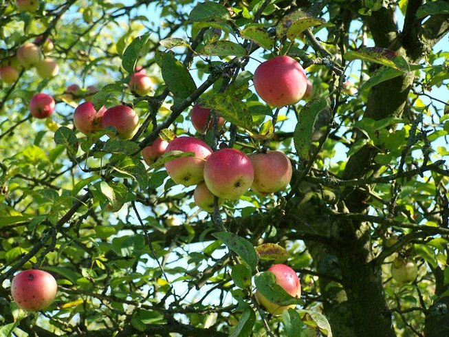 Domaine AbracadaRoom : Le Clos de la Risle - Image 2