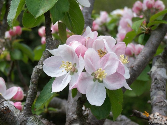 Domaine AbracadaRoom : Le Clos de la Risle - Image 6