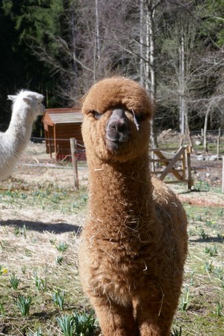 Domaine AbracadaRoom : Ferme Jean des Houx - Image 7