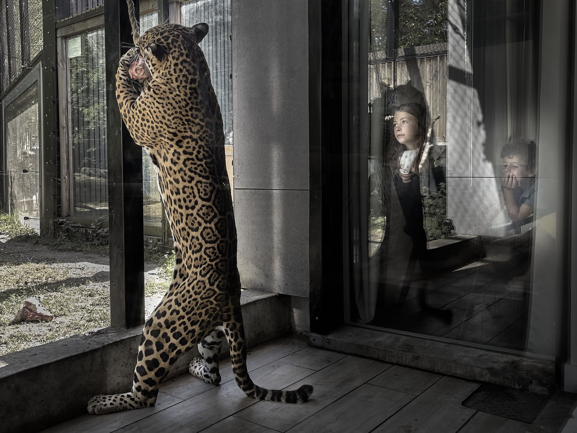 Lodge Jaguars & Spa & Dîner - Accès au zoo