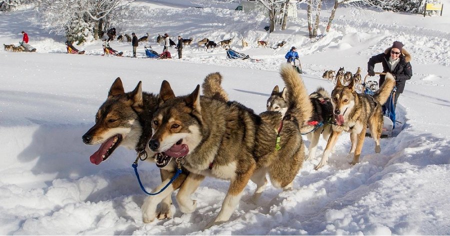 Hébergement AbracadaRoom : Kota 4 Zima - Séjour inoubliable auprès de huskies - Image 14