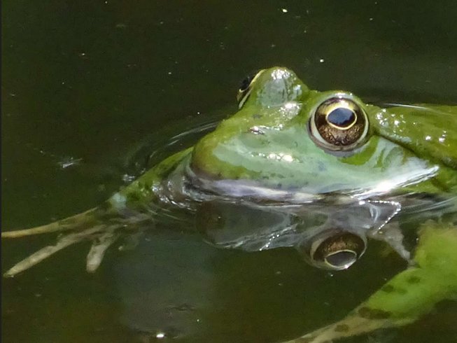 Hébergement AbracadaRoom : La Roulotte de l'Echappée Sauvage - Image 18