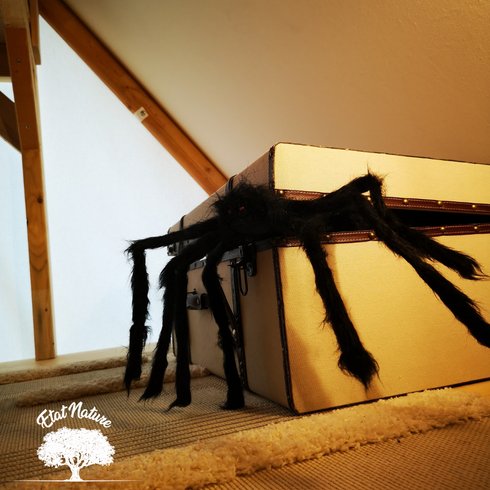 Hébergement AbracadaRoom : Le gîte Harry Potter - Image 9