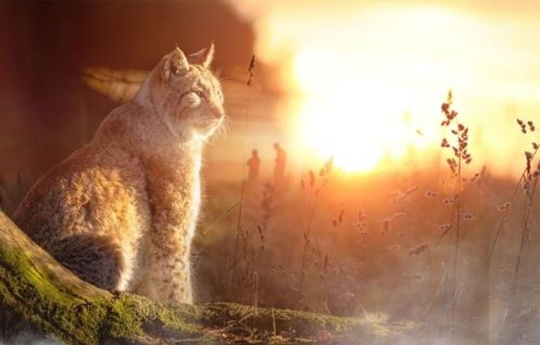 Domaine AbracadaRoom : Domaine des Grottes de Han - Image 6