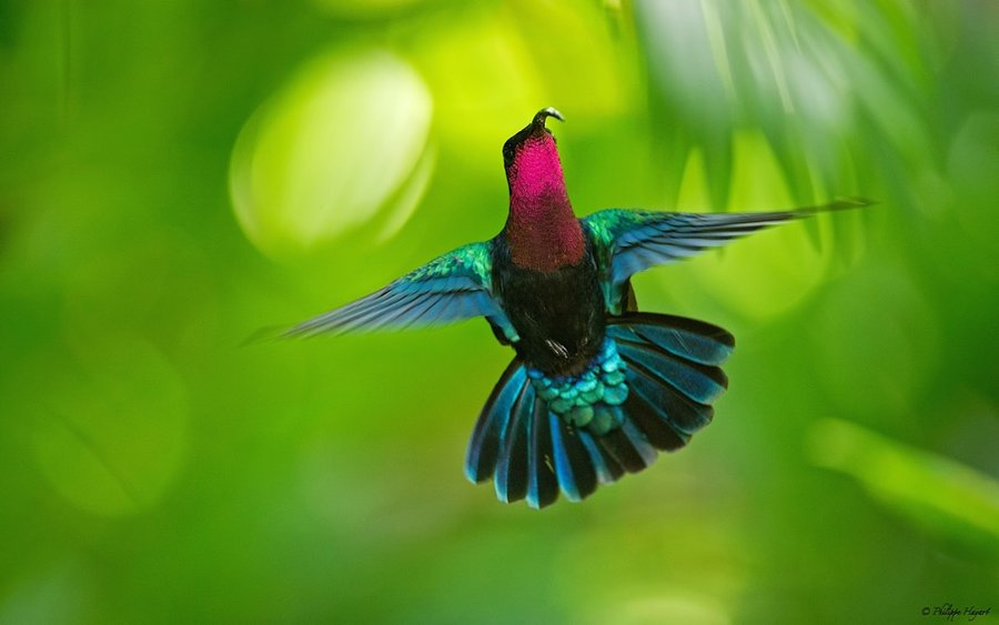 Domaine AbracadaRoom : Au Jardin des Colibris - Image 19