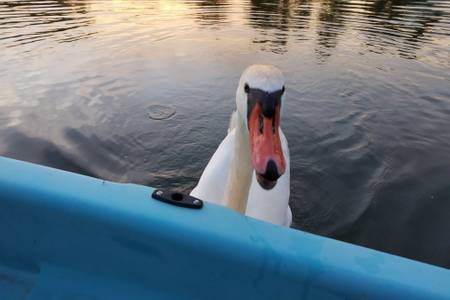 Domaine AbracadaRoom : Cottage Flottant Insolite - Image 4