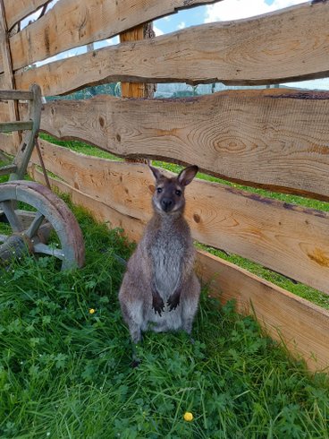 Domaine AbracadaRoom : Hill Ranch - Image 7