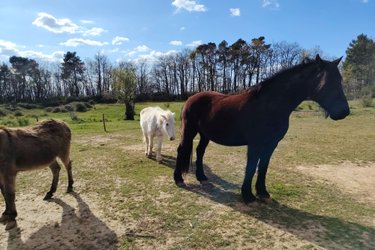 Tiny Pony – Dormir au milieu des chevaux jusqu' à 5 personnes à Saint-Donat-Sur-L'herbasse (3)