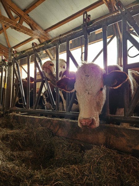 Hébergement AbracadaRoom : Tiny House L'Alpage | Dans les montagnes du Jura - Image 16