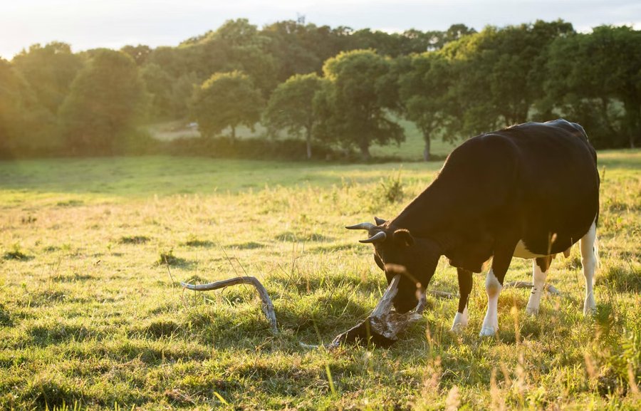Domaine AbracadaRoom : Un Lit Au Pré -  La ferme de Penquelen - Image 11