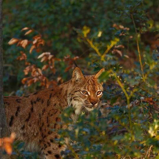 Domaine AbracadaRoom : Les Logettes de Caroline - Image 82