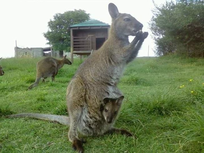 Hébergement AbracadaRoom : Hutte au milieu des wallabies n°4 - Image 4