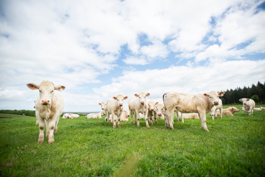 Hébergement AbracadaRoom : Pinot Noir - Image 15