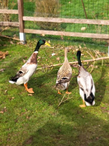 Hébergement AbracadaRoom : La roulotte du Mond'idéal - Image 10