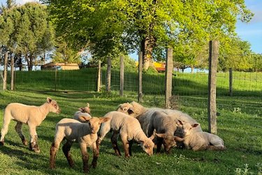 Cabane végétalisée "La Gadouillère" à Descartes (4)