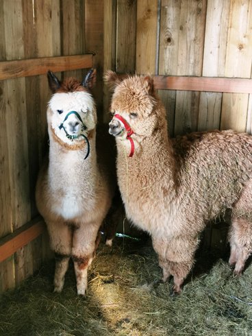 Domaine AbracadaRoom : La Noé verte - Image 9