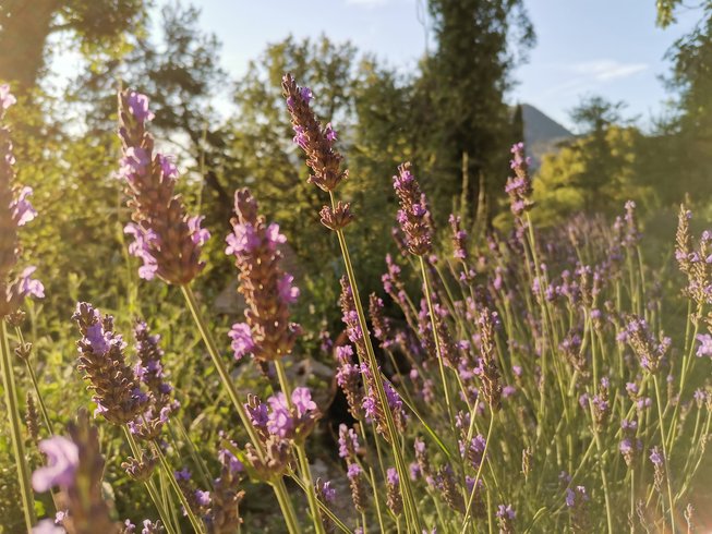 Hébergement AbracadaRoom : Bulle Provence - Image 14