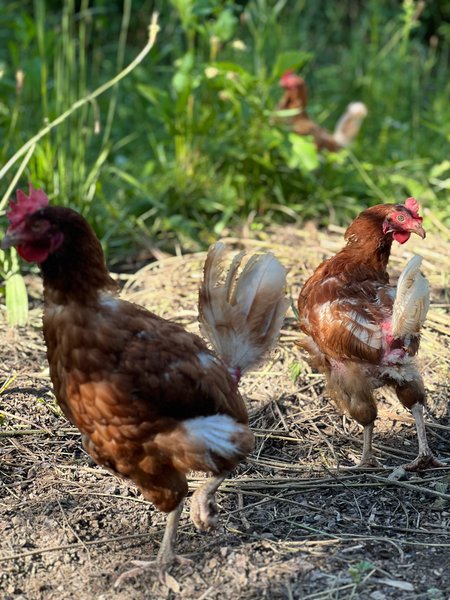 Domaine AbracadaRoom : Domaine de la Vergnolle - Image 4