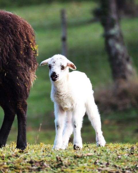 Domaine AbracadaRoom : Des Vignes et des Songes - Image 14