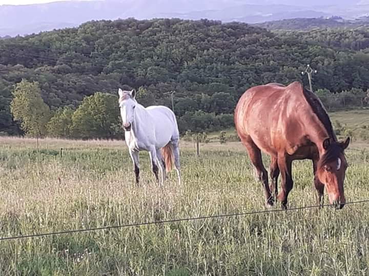 Domaine AbracadaRoom : Cabanes Trésors de Campagne - Image 13