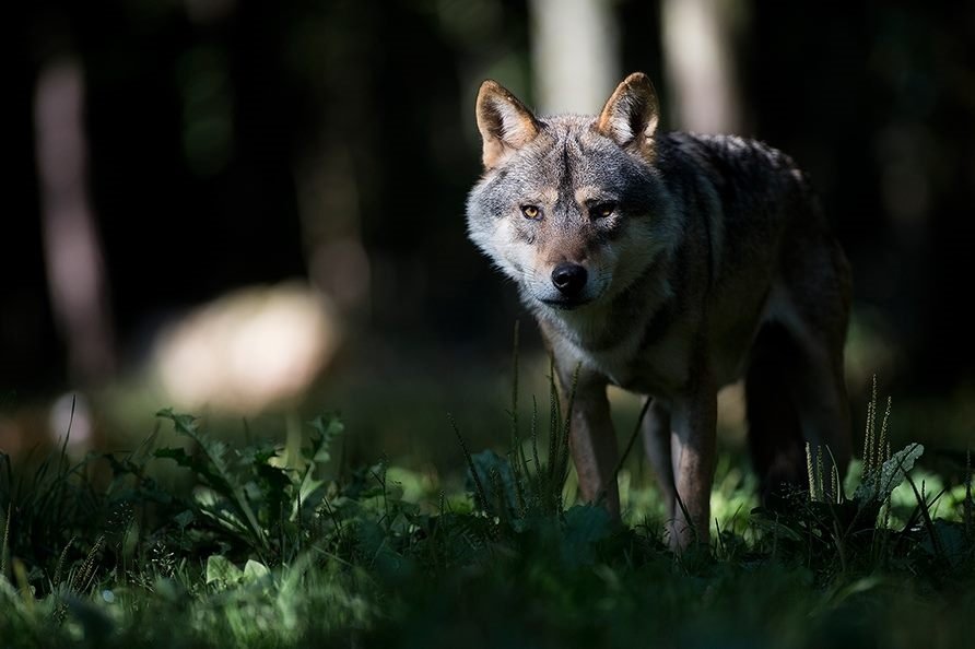 Domaine AbracadaRoom : Domaine des Grottes de Han - Image 3