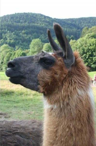 Domaine AbracadaRoom : Gîte Familial Scaravella - Image 8