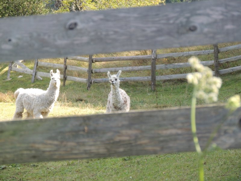 Domaine AbracadaRoom : Gîte Familial Scaravella - Image 16