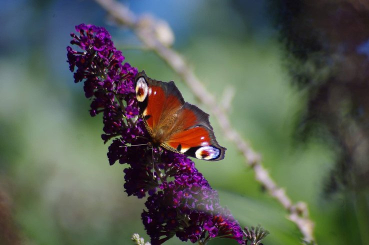 Domaine AbracadaRoom : Glamping La Fraventure - Image 41