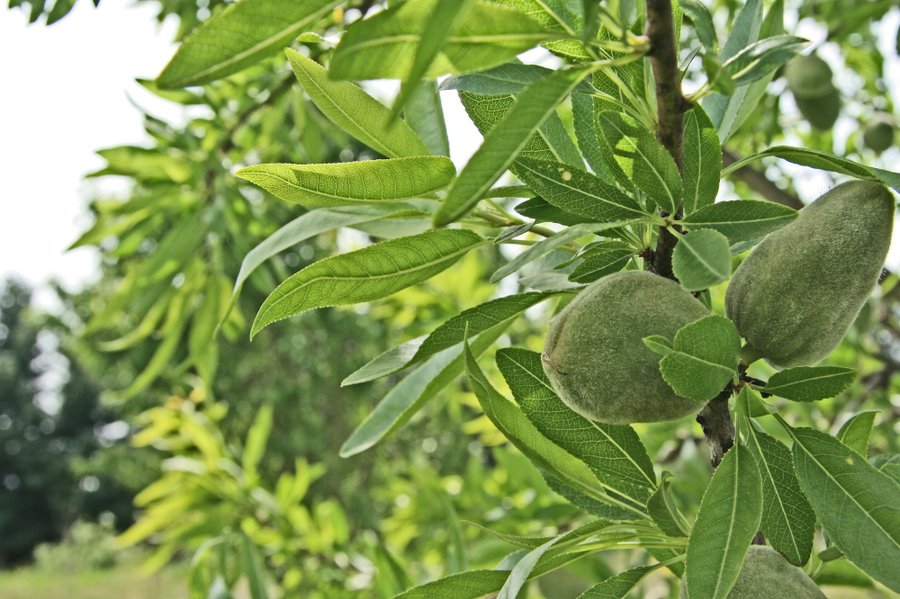 Domaine AbracadaRoom : La Ferme Naturelle - Image 2
