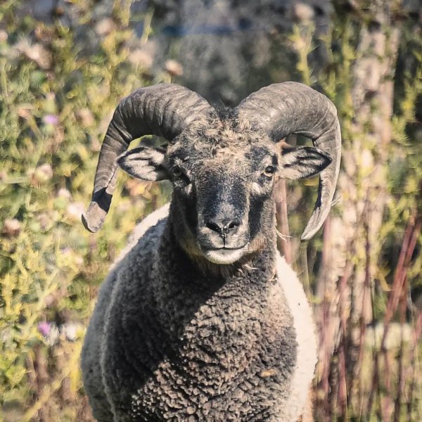 Domaine AbracadaRoom : Roulotte et Forêt : Evasion bohème en Bourgogne - Image 6