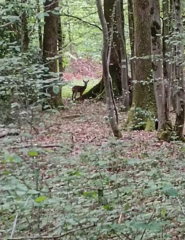 La chaumière ensorcelée à Anor (16)