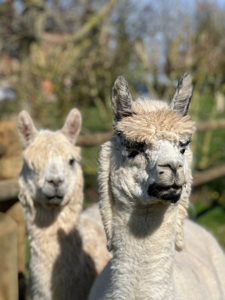 Domaine AbracadaRoom : Les alpagas du clos - Image 9