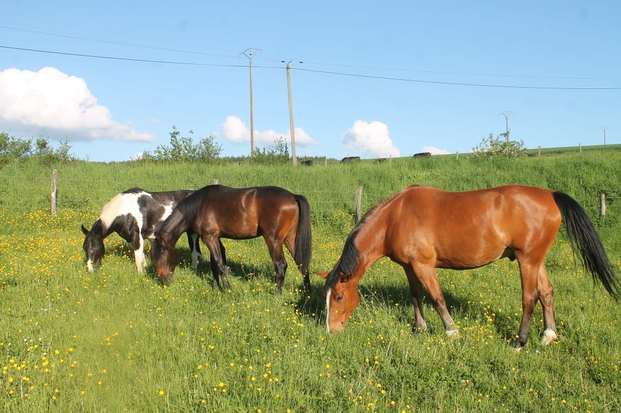 Domaine AbracadaRoom : Aux lodges de Morvaux - Image 6