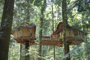 Cabane dans les arbres Ille-et-Vilaine