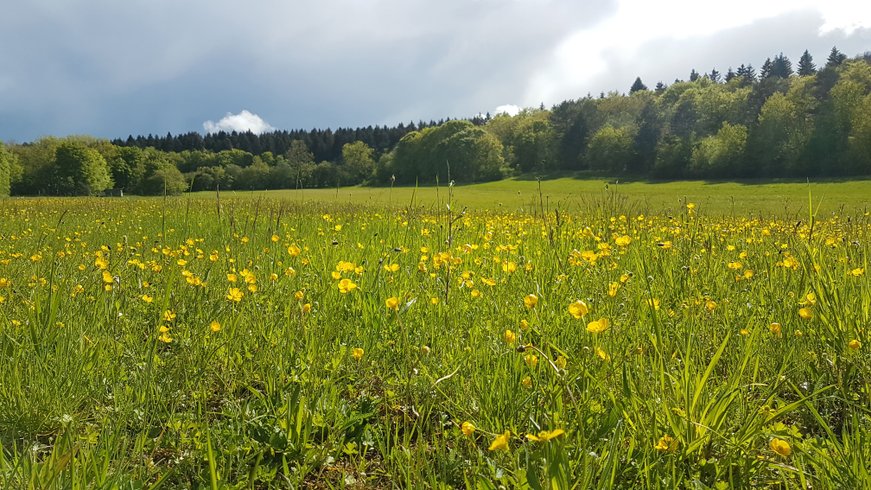 Domaine AbracadaRoom : KAYANE "balades à dos d'âne & nuitées atypiques" - Image 1