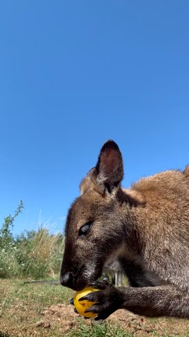 Hébergement AbracadaRoom : Hutte aux kangourous - Image 4