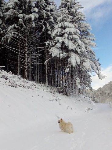 Hébergement AbracadaRoom : Chambre Roulotte et spa privatif  vue montagne - Image 11