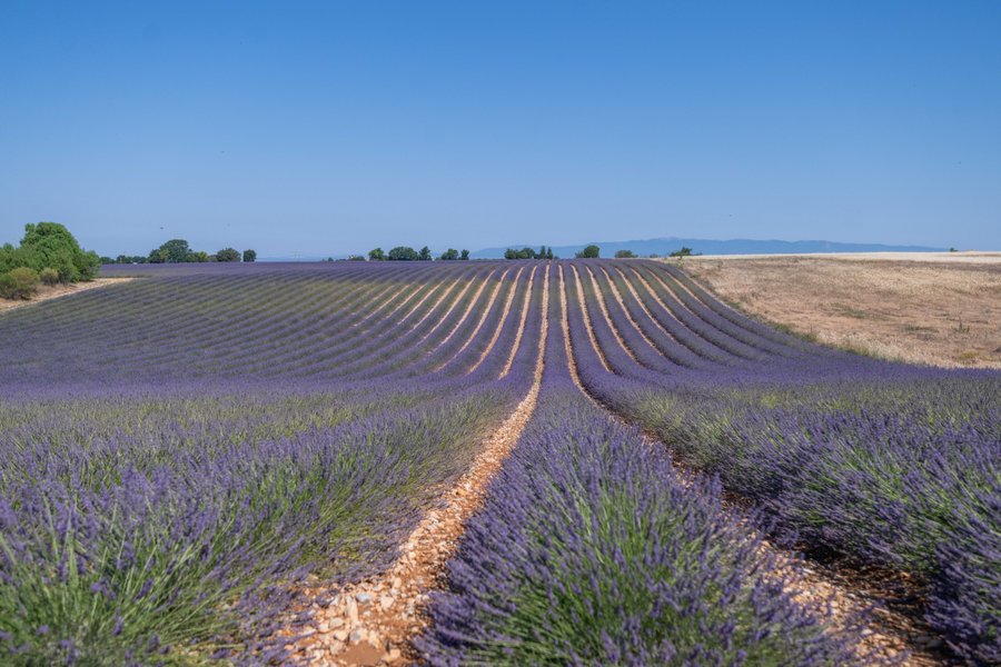 Domaine AbracadaRoom : Lavan'dôme - Image 11