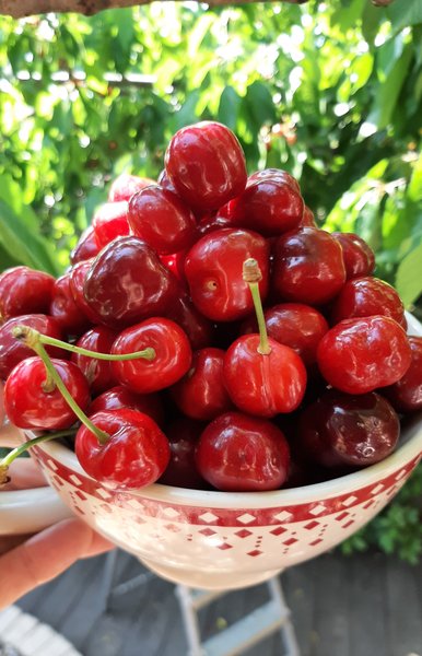 Hébergement AbracadaRoom : La Cabane de Mes Rêves en cévennes - Image 24