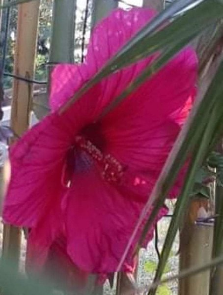 Hébergement AbracadaRoom : Bulle Mystique - Image 18